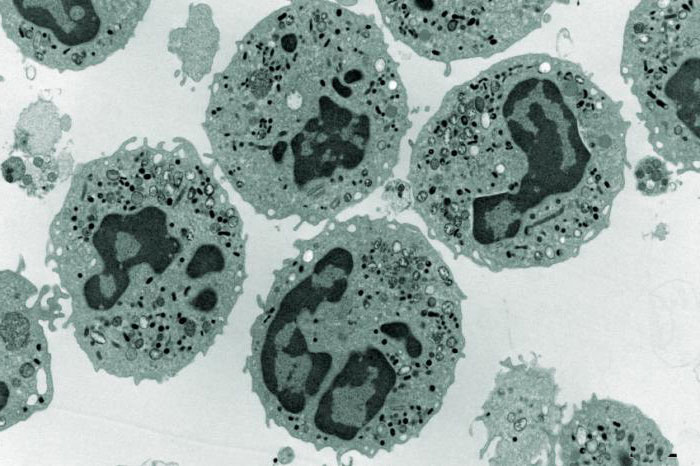 Neutrophile Definition, Funktion, hoher Neutrophilspiegel, niedriger Neutrophilspiegel