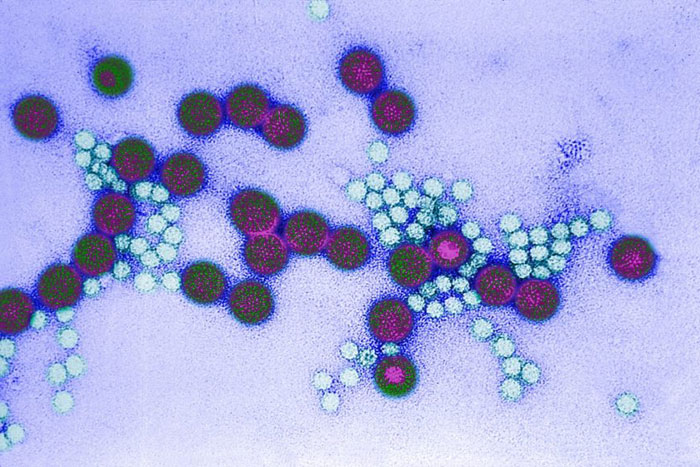 Rotavirus Symptome, Behandlung, wie lange dauert es