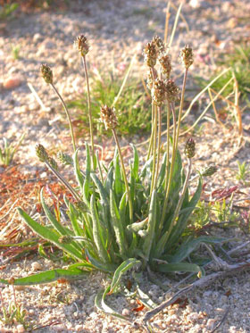 Samen der Plantago ovata Pflanze