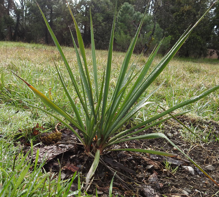 Was ist Yucca Effekt, Nebenwirkung, Dosierung, Risiken