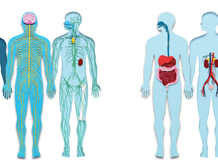 menschliches körpersystem - 11 wichtige organe und ihre funktionen