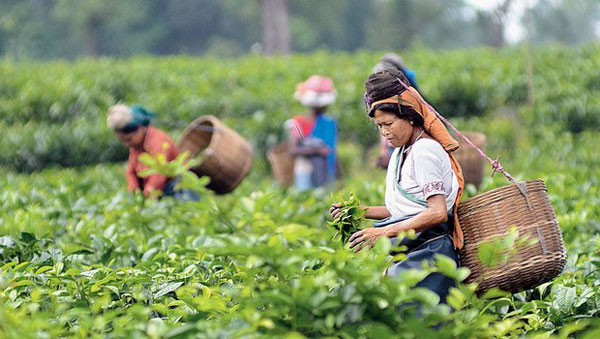 Assam-Tee Ernährung, Nutzen und Vorsichtsmaßnahmen