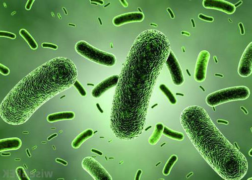 Bacillus Coagulans Vorteile, Anwendungen und Definitionen