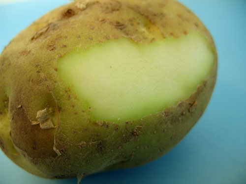 Grüne Kartoffeln Harmlos oder giftig