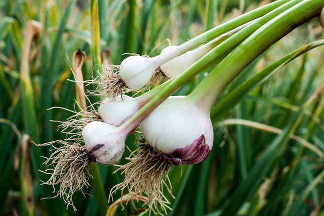 Lebensmittel mit Heilkraft Die Vorteile von Knoblauch