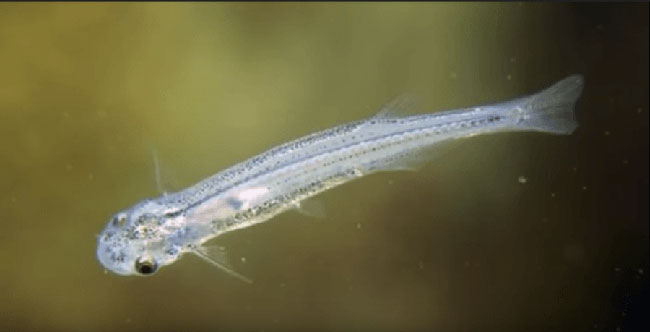 Penisfisch Gibt es wirklich einen Fisch, der deine Harnröhre hochschwimmen kann