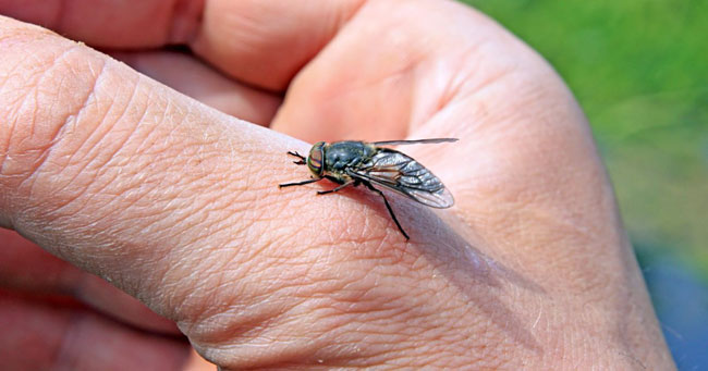 Pferdefliegenbisse Symptome, Behandlung