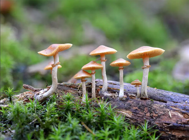 Psilocybin für schwere Depressionen erhält Durchbruchstherapie von der FDA